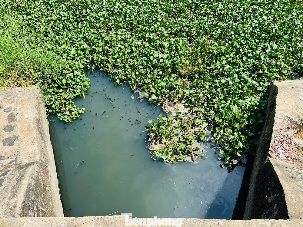 Nước thải từ hồ điều hòa Nghĩa Chánh bốc mùi hôi thối, ảnh hưởng nghiêm trọng đến đời sống của người dân. (Ảnh: Nguyễn Ngọc) Nước thải từ hồ điều hòa Nghĩa Chánh bốc mùi hôi thối, ảnh hưởng nghiêm trọng đến đời sống của người dân. (Ảnh: Nguyễn Ngọc)