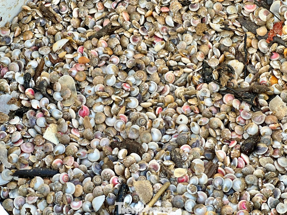 Ốc ruốc (ốc gạo, ốc lể) chỉ to bằng chiếc khuy áo, thường có nhiều màu sắc khác nhau, người dân xứ Quảng xem đây như là một món ăn dân dã và là đặc sản, gắn với tuổi thơ của người dân. Ngoài việc chế biến món ăn, ốc ruốc cũng được dùng để chế biến thức ăn cho nhiều loại thủy sản.