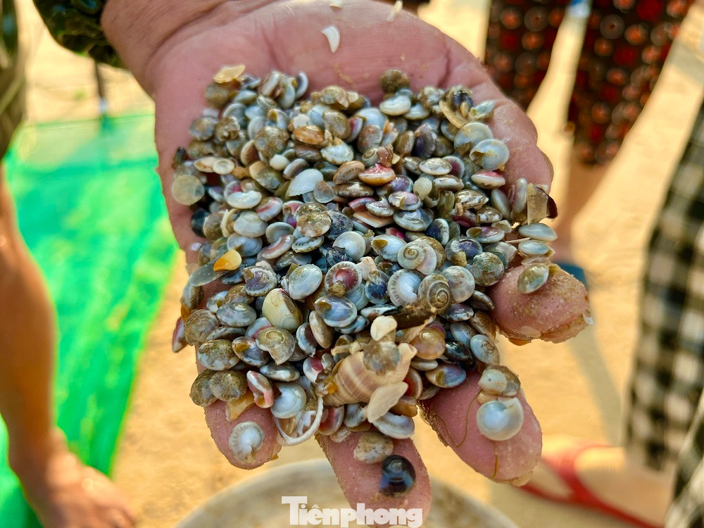 Ốc ruốc (ốc gạo, ốc lể) chỉ to bằng chiếc khuy áo, thường có nhiều màu sắc khác nhau, người dân xứ Quảng xem đây như là một món ăn dân dã và là đặc sản, gắn với tuổi thơ của người dân. Ngoài việc chế biến món ăn, ốc ruốc cũng được dùng để chế biến thức ăn cho nhiều loại thủy sản.