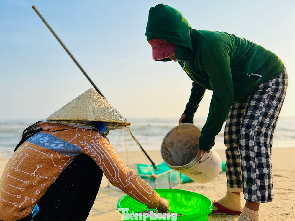 Ốc sau khi cào lên được người dân phân loại và bán cho thương lái ngay tại bờ biển.