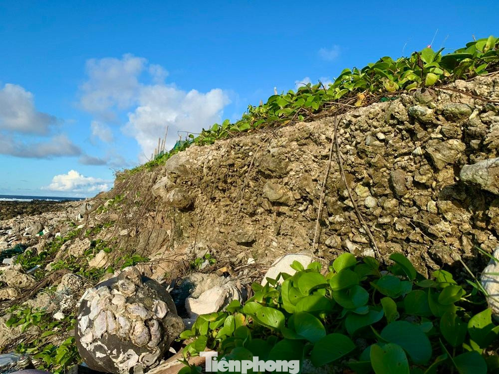 Ông Huỳnh Quá (trú thôn An Hải, huyện Lý Sơn) cho hay, đất hồi xưa ở tuốt ngoài kia, giờ sạt mất chừng 50 mét rồi. Bà con cứ dần dần thụt lùi vào để sản xuất nông nghiệp. Nước tiến vào đến đâu là bà con thụt dần vô tới đó. Bây giờ chỉ mong có cái kè để bà con yên tâm sản xuất.