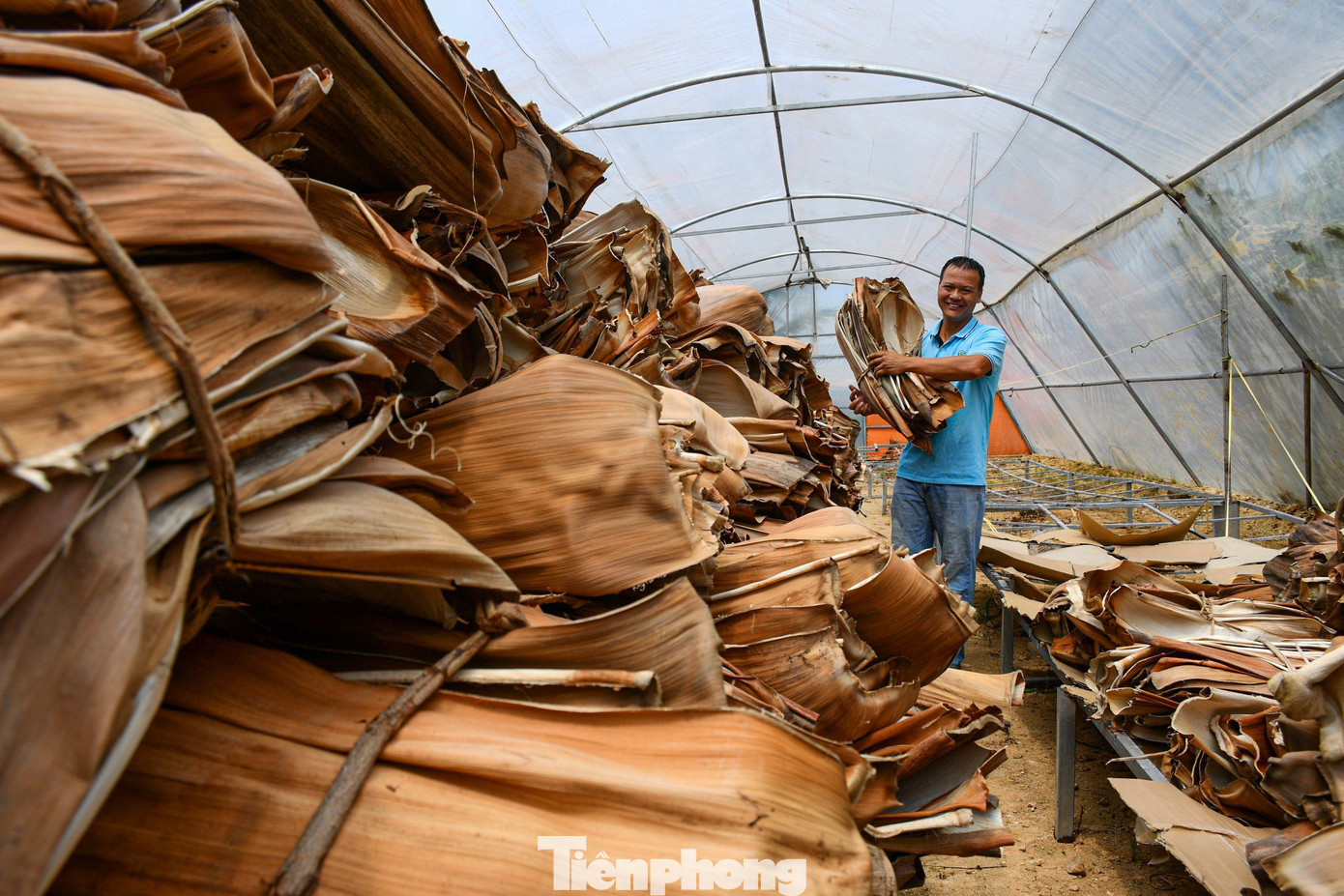 Lúc đầu nhiều người cứ tưởng đùa khi thấy có người đi thu mua mo cau với số lượng lớn, loại phế phẩm mà vốn bao đời nay họ chỉ để rụng ngoài vườn. Một chiếc mo cau được anh Tuyến thu mua giá 1.000 đồng, giúp người trồng cau ở Quảng Ngãi tăng thêm thu nhập ngoài bán trái cau.