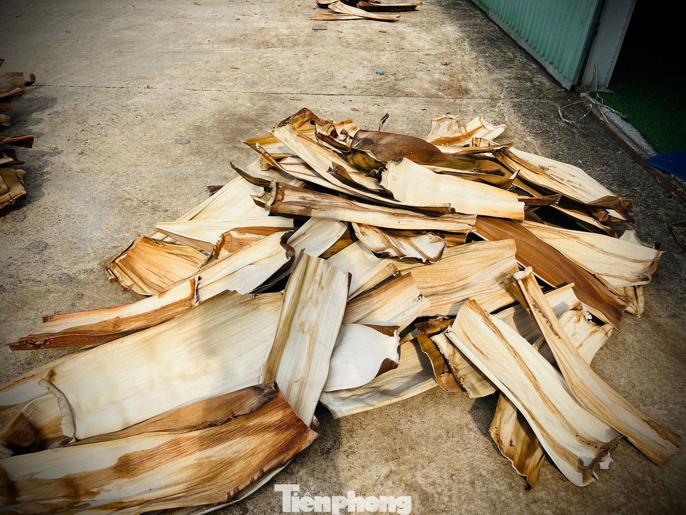 Lúc đầu nhiều người cứ tưởng đùa khi thấy có người đi thu mua mo cau với số lượng lớn, loại phế phẩm mà vốn bao đời nay họ chỉ để rụng ngoài vườn. Một chiếc mo cau được anh Tuyến thu mua giá 1.000 đồng, giúp người trồng cau ở Quảng Ngãi tăng thêm thu nhập ngoài bán trái cau.