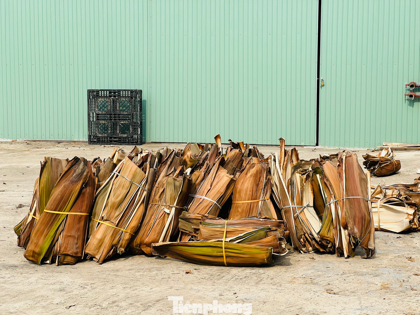 Mo cau sau khi thu mua được mang về xưởng chà rửa sạch sẽ, ngâm nước cho mềm, để ráo...