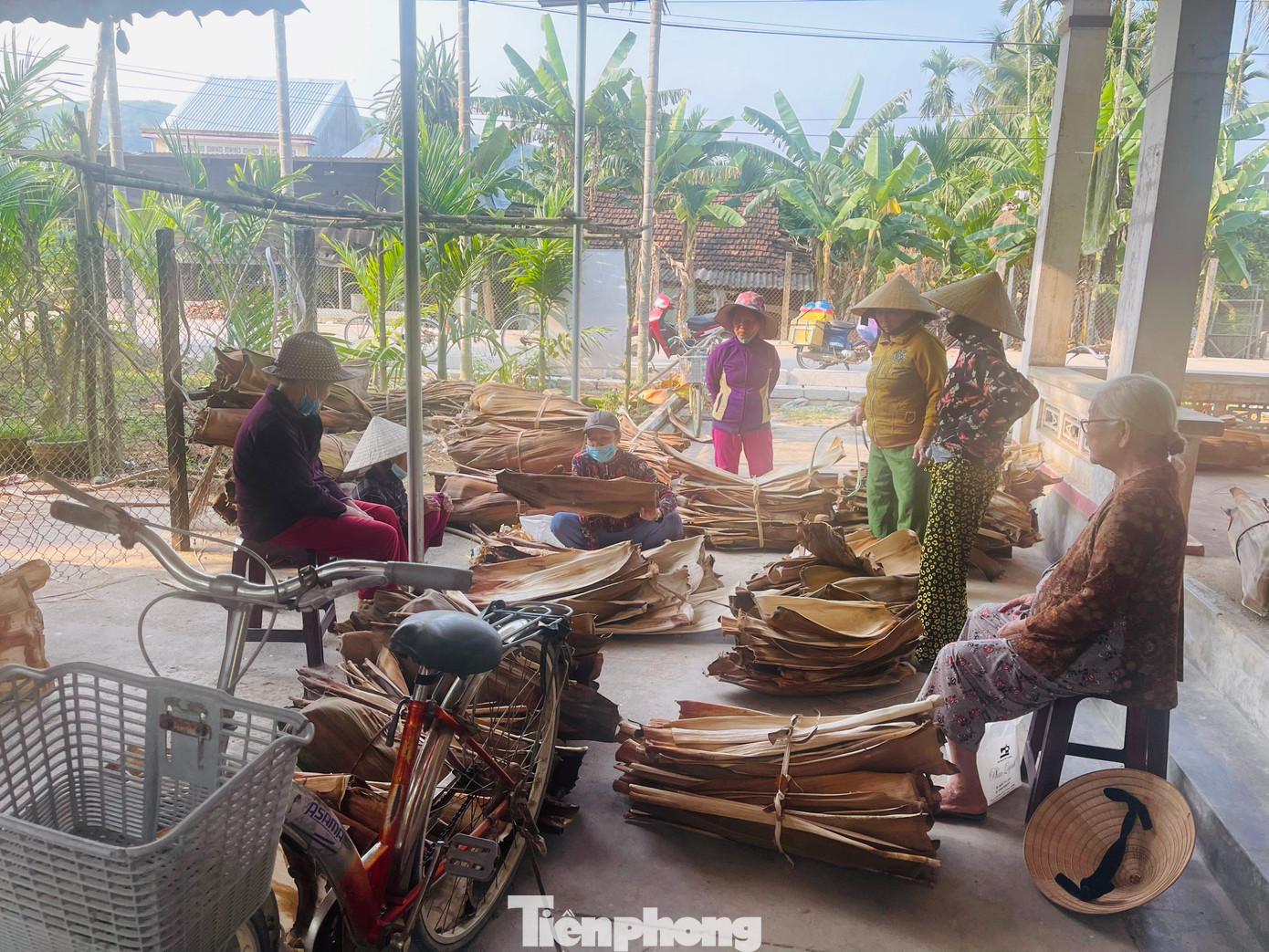 Lúc đầu nhiều người cứ tưởng đùa khi thấy có người đi thu mua mo cau với số lượng lớn, loại phế phẩm mà vốn bao đời nay họ chỉ để rụng ngoài vườn. Một chiếc mo cau được anh Tuyến thu mua giá 1.000 đồng, giúp người trồng cau ở Quảng Ngãi tăng thêm thu nhập ngoài bán trái cau.