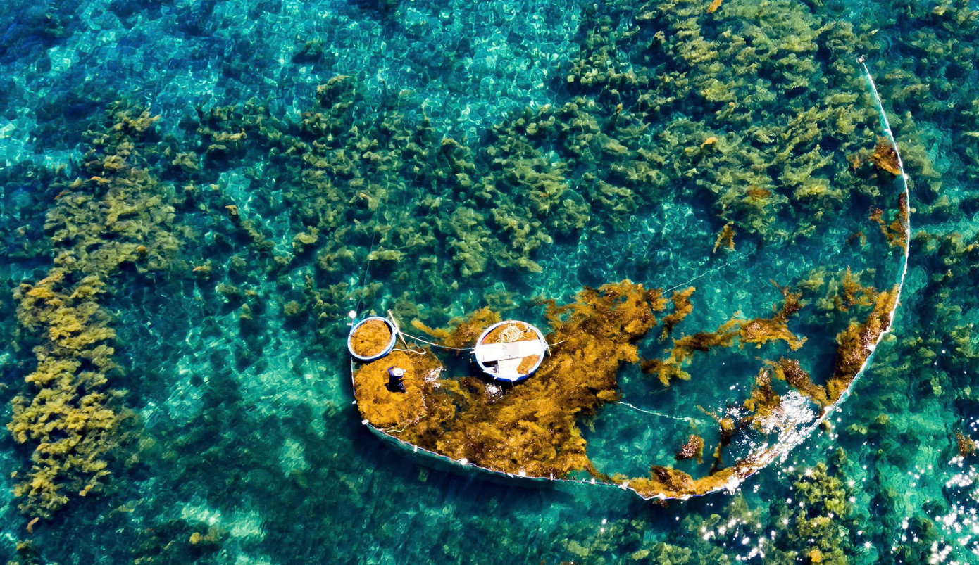 Rong mơ được người dân khai thác hợp lý, đảm bảo môi trường biển. Ảnh: Hải Phong Rong mơ được người dân khai thác hợp lý, đảm bảo môi trường biển. Ảnh: Hải Phong