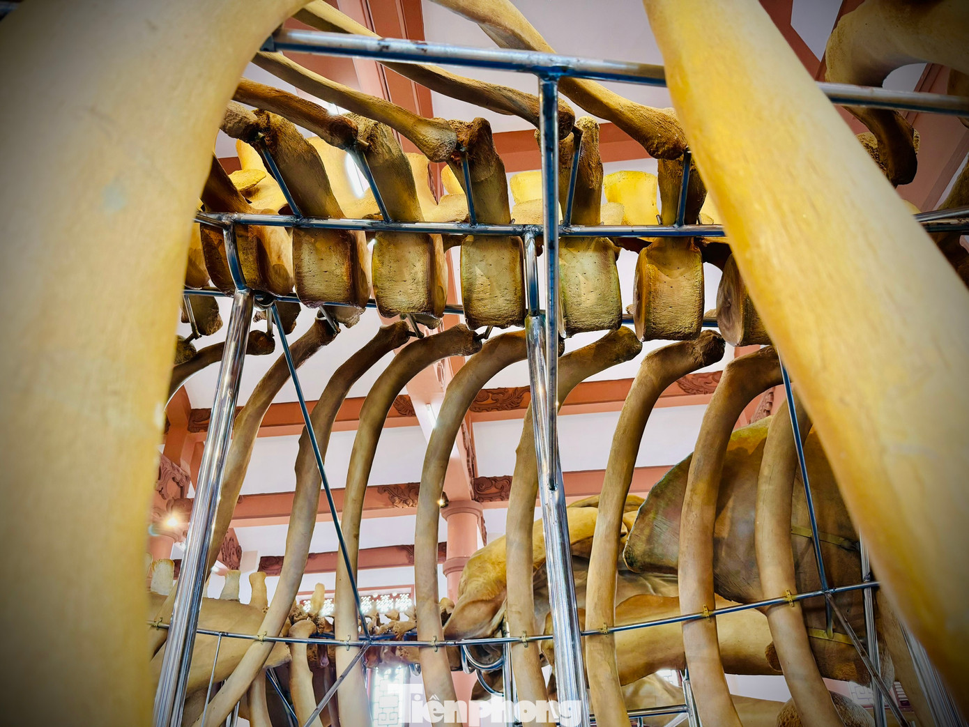 Hai bộ xương có chiều cao gần 4m. Mỗi bộ xương có 50 đốt sống, đường kính đốt sống hơn 40cm, 28 xương sườn, mỗi xương sườn dài gần 10m.