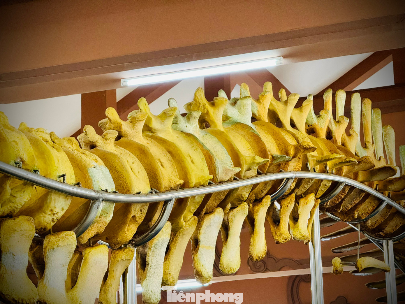 Hai bộ xương có chiều cao gần 4m. Mỗi bộ xương có 50 đốt sống, đường kính đốt sống hơn 40cm, 28 xương sườn, mỗi xương sườn dài gần 10m.