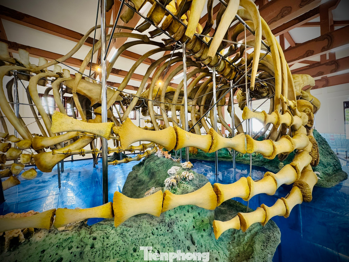 Hai bộ xương cá voi với những đốt xương khổng lồ được phục dựng.