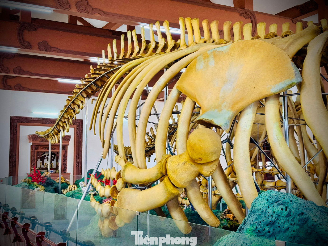 Hai bộ xương cá voi với những đốt xương khổng lồ được phục dựng.