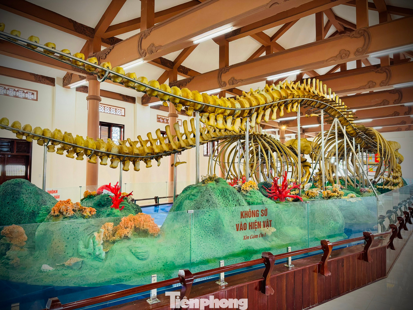 Hai bộ xương cá voi với những đốt xương khổng lồ được phục dựng.