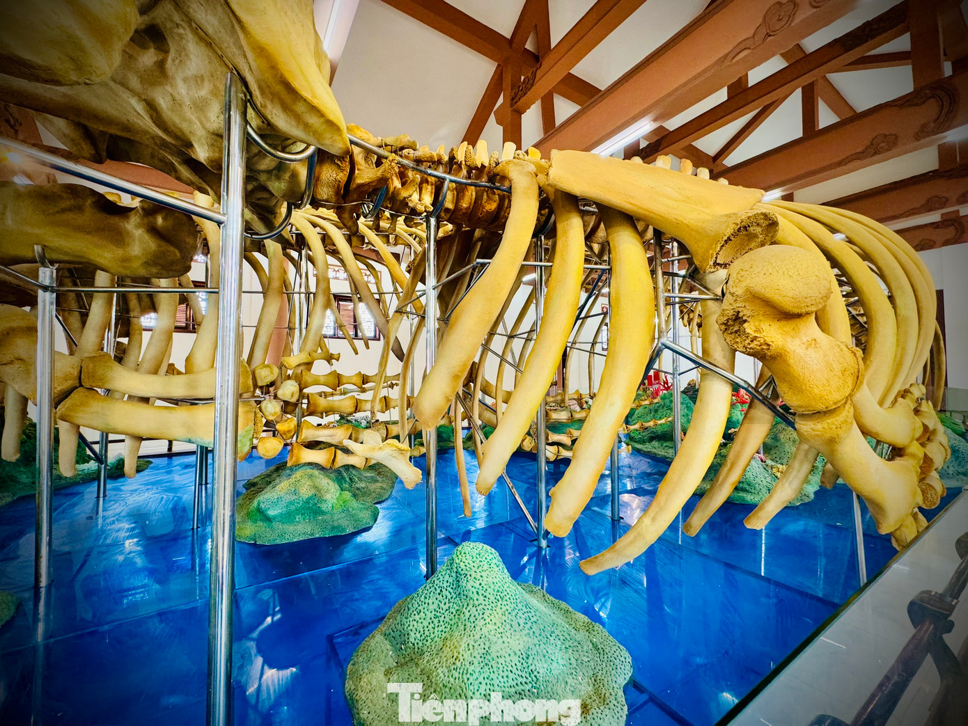 Hai bộ xương có chiều cao gần 4m. Mỗi bộ xương có 50 đốt sống, đường kính đốt sống hơn 40cm, 28 xương sườn, mỗi xương sườn dài gần 10m.