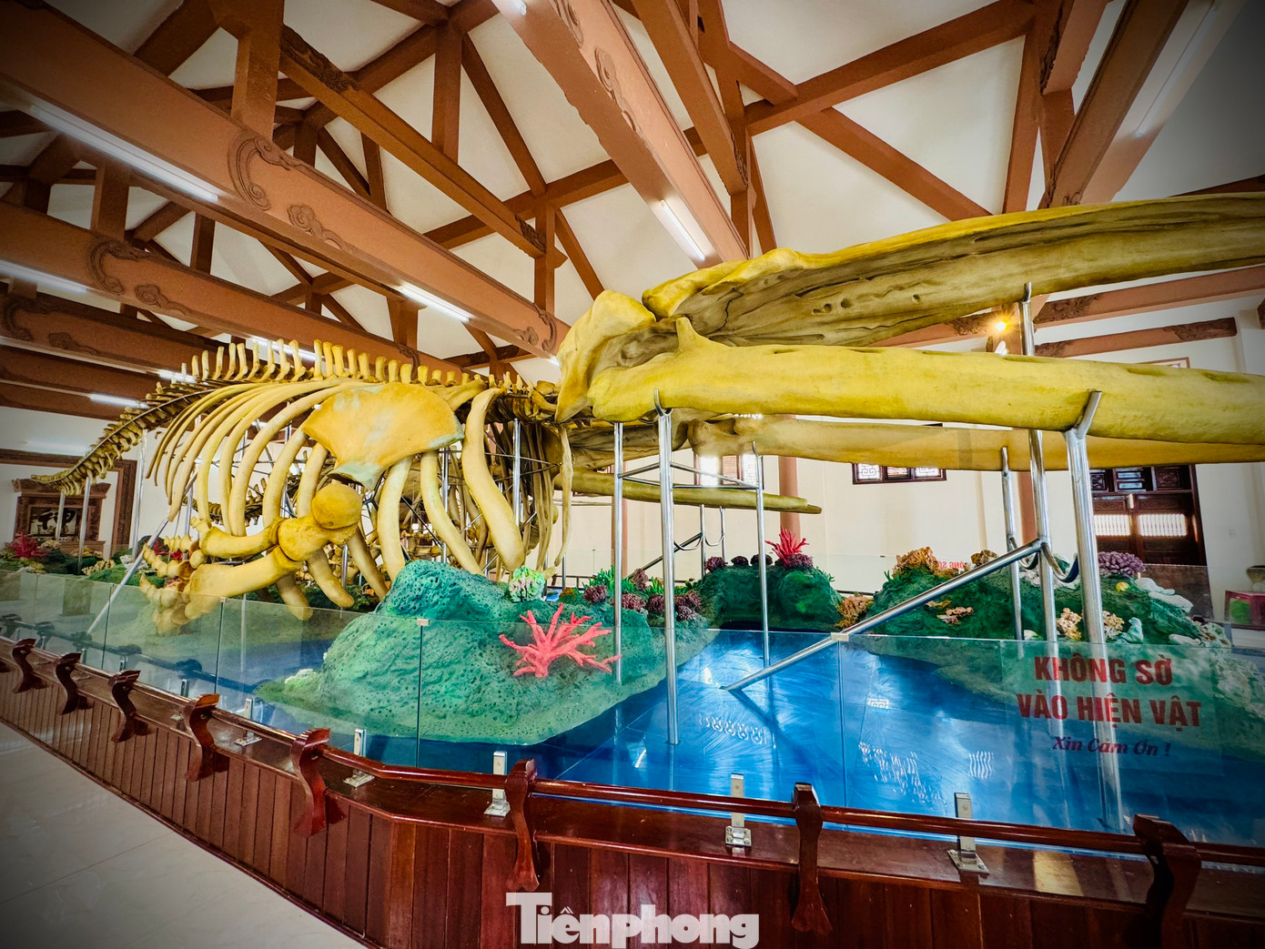 Đã nhiều năm qua, giới nghiên cứu nhiều lần khẳng định đây là hai bộ xương cá voi lớn nhất Việt Nam còn nguyên vẹn được lưu giữ.