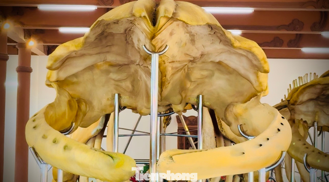 Hai bộ xương cá voi với những đốt xương khổng lồ được phục dựng.