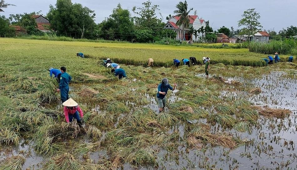 Lực lượng vũ trang gặt lúa giúp người dân.