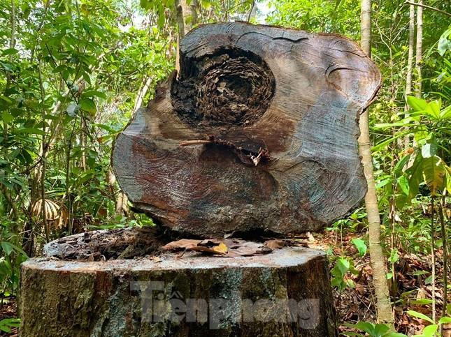 Nhiều diện tích rừng phòng hộ ở xã Phổ Phong, thị xã Đức Phổ, tỉnh Quảng Ngãi bị lâm tặc đốn hạ không thương tiếc.