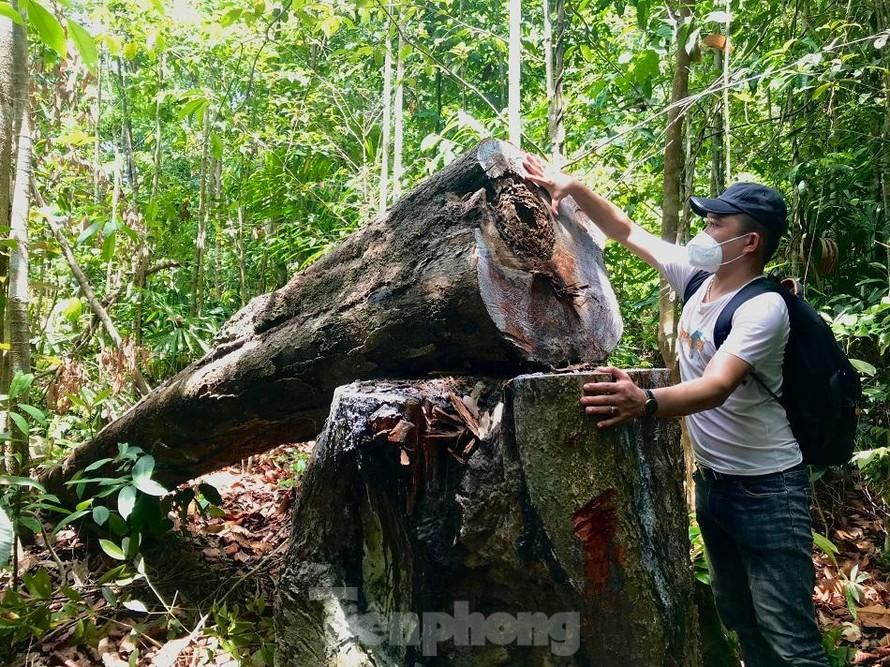 Một vụ phá rừng phòng hộ ở xã Phổ Phong, thị xã Đức Phổ, tỉnh Quảng Ngãi.