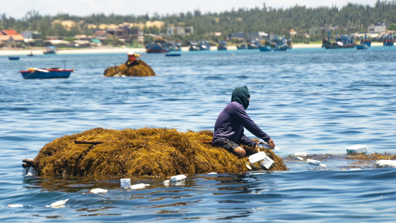Rong mơ trở thành nguồn tài nguyên biển mang lại thu nhập cho người dân ven biển Quảng Ngãi. Ảnh: Hải Phong Rong mơ trở thành nguồn tài nguyên biển mang lại thu nhập cho người dân ven biển Quảng Ngãi. Ảnh: Hải Phong