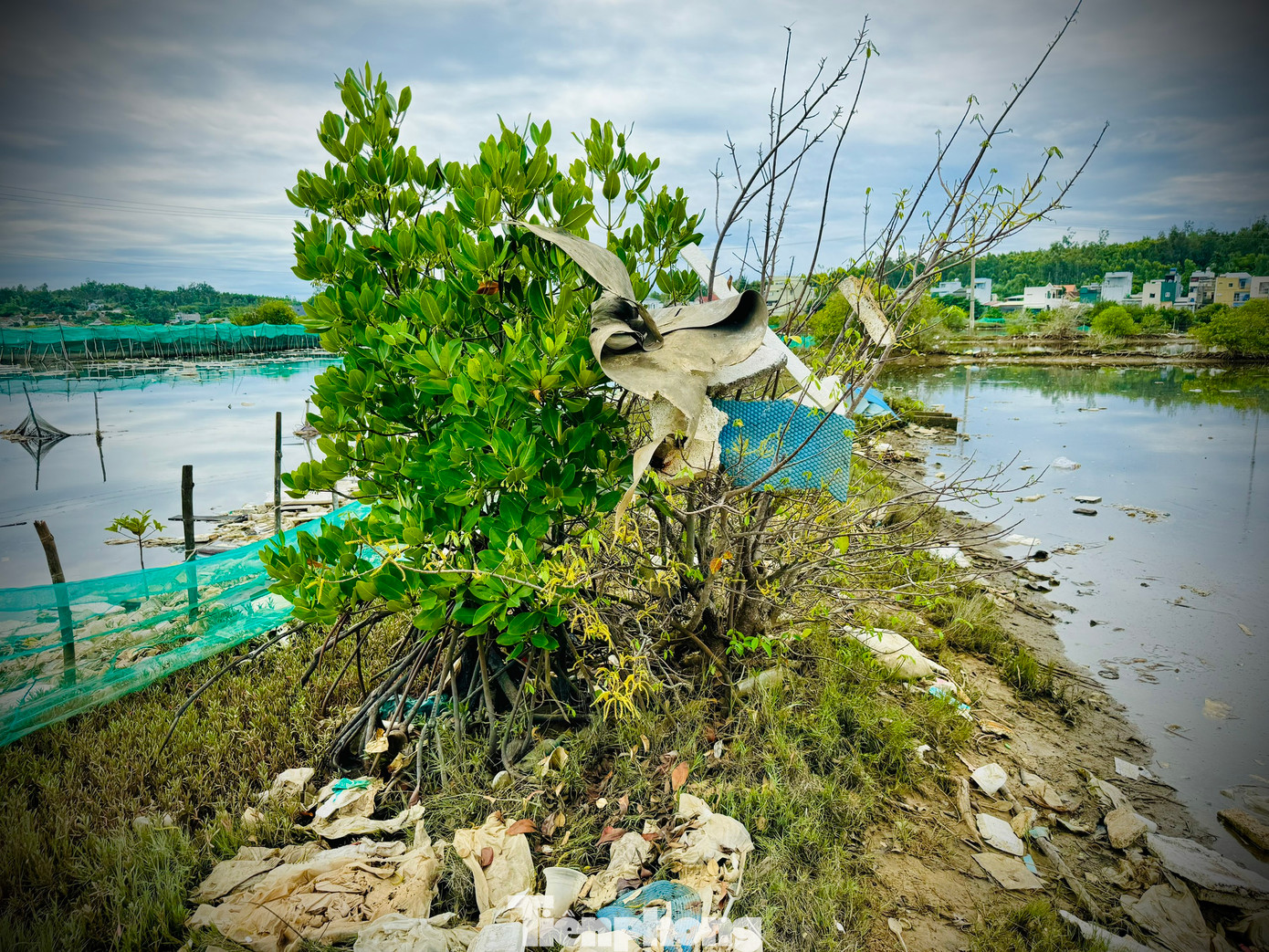 Rác thải phủ kín cả mặt nước.