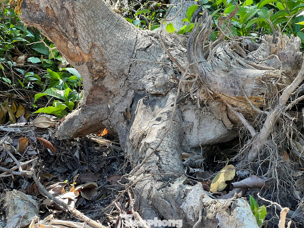 Nhiều gốc cây còn nằm ngổn ngang dọc tuyến đường công vụ.