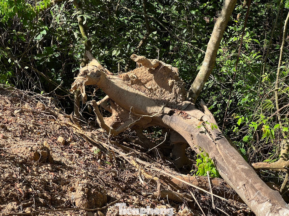 Nhiều gốc cây còn nằm ngổn ngang dọc tuyến đường công vụ.
