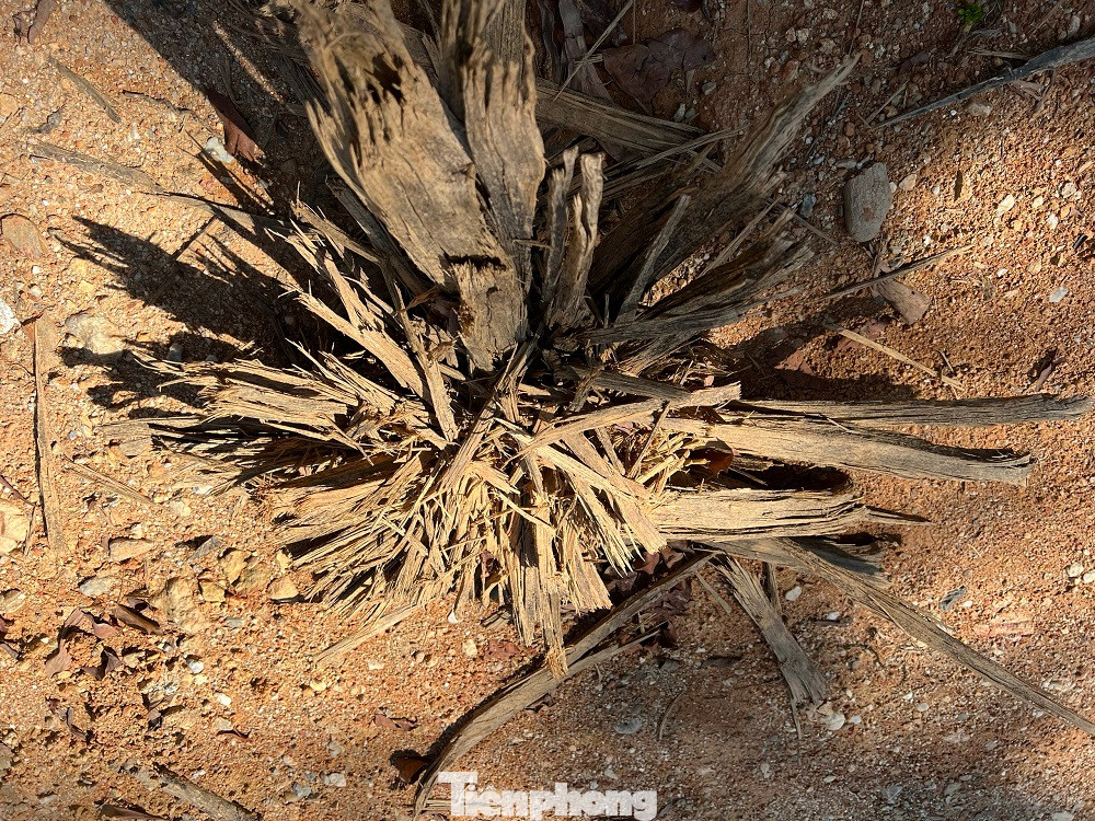 Nhiều gốc cây còn nằm ngổn ngang dọc tuyến đường công vụ.