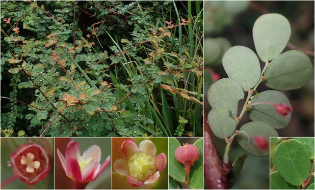 Diệp hạ châu Núi Chúa chỉ có khoảng 50 cá thể.