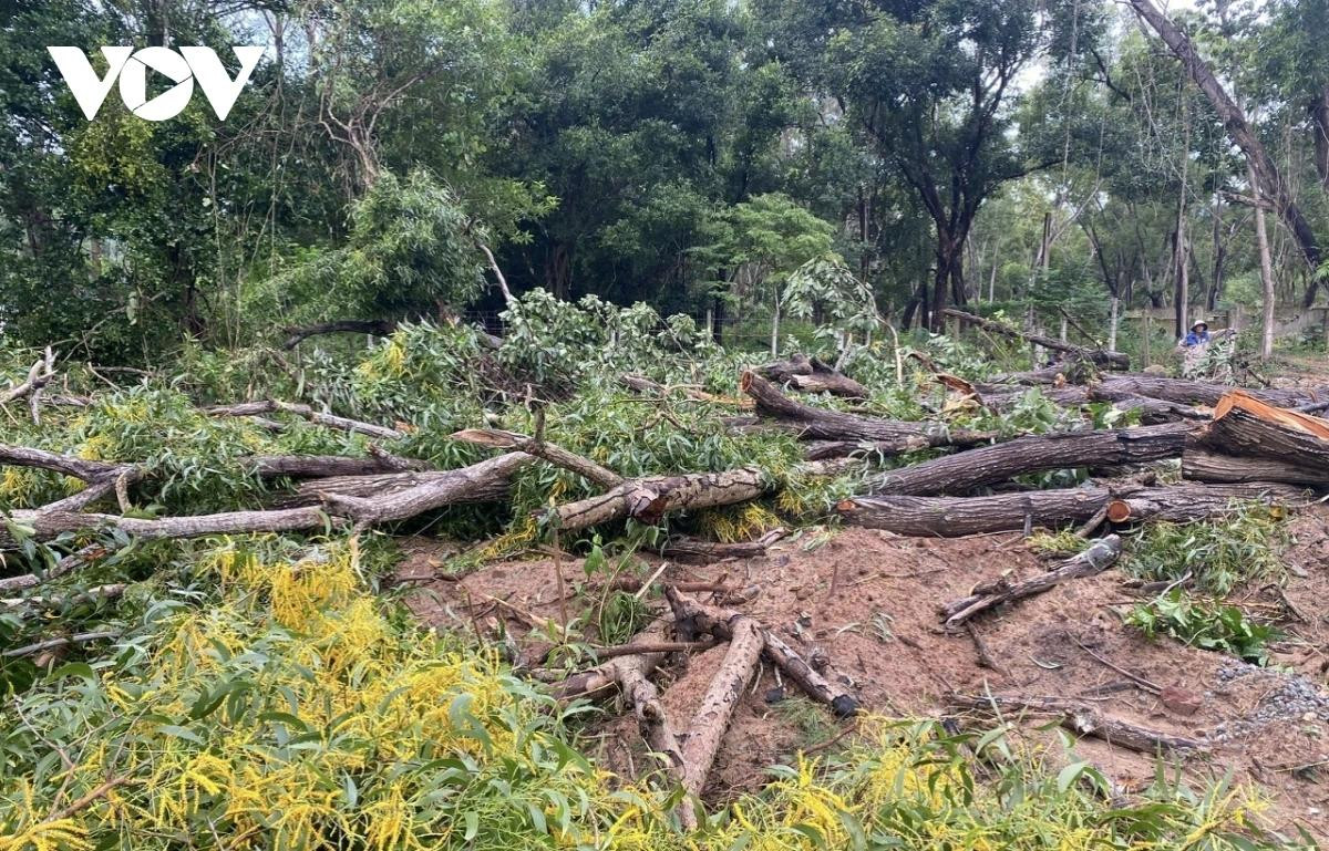 Các cây Tràm nằm trong khu vực Trại Phú Hưng Các cây Tràm nằm trong khu vực Trại Phú Hưng