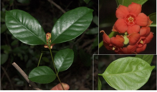 Loài Lòng mức Núi Chúa.