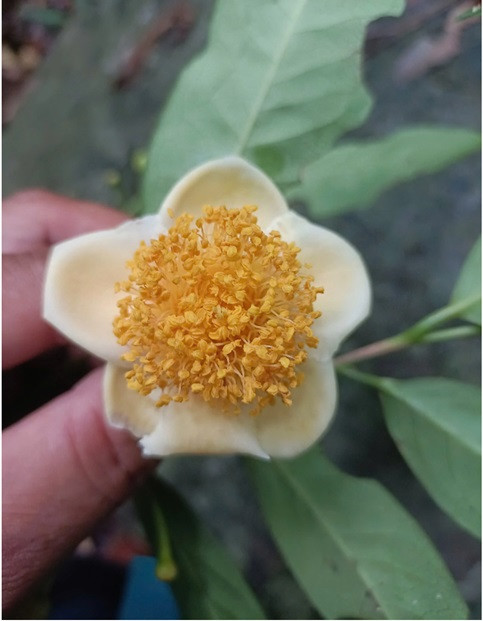 Trà mi hoa vàng Lang Biang quý hiếm vừa được phát hiện ở Ninh Thuận.