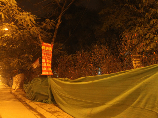 Các dãy đào được quây kín bằng lưới, bạt