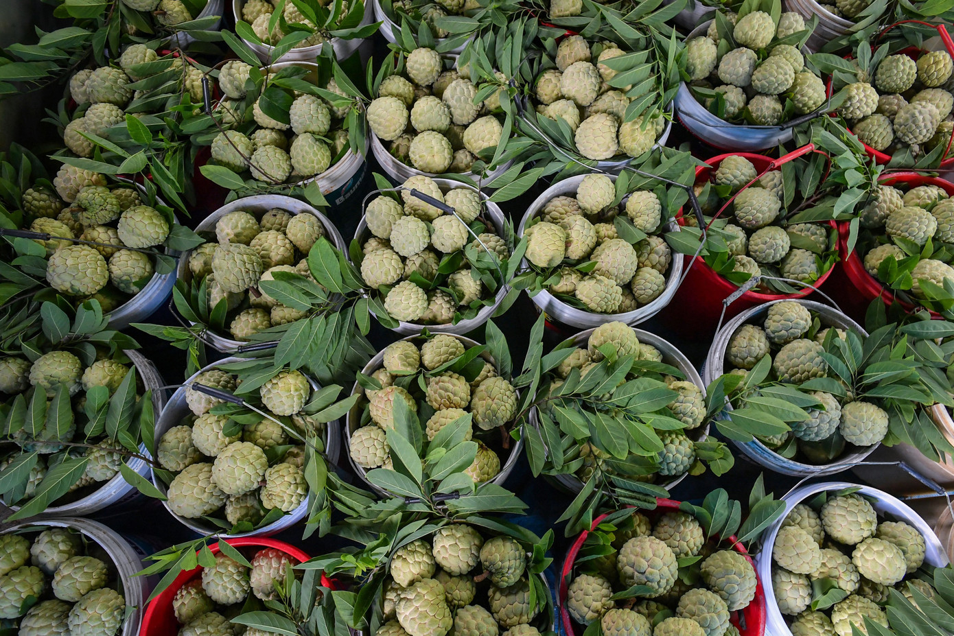 Mùa na đang bắt đầu, đây là loại quả được bác sĩ dinh dưỡng khuyên nên bổ sung vào thực đơn hàng ngày của bạn. Mùa na đang bắt đầu, đây là loại quả được bác sĩ dinh dưỡng khuyên nên bổ sung vào thực đơn hàng ngày của bạn.