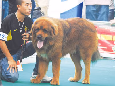 Con chó sư tử thuộc giống chó Ngao, một loài chó chăn cừu ở Tây Tạng, là loài khổng lồ lớn nhất trong các loại chó, hiện ở Việt Nam chỉ có 2 con Ngao Tạng trưởng thành. Chủ nhân của nó không tiết lộ giá nhưng theo đánh giá của những tay sánh sỏi thì nó không dưới 200 triệu đồng