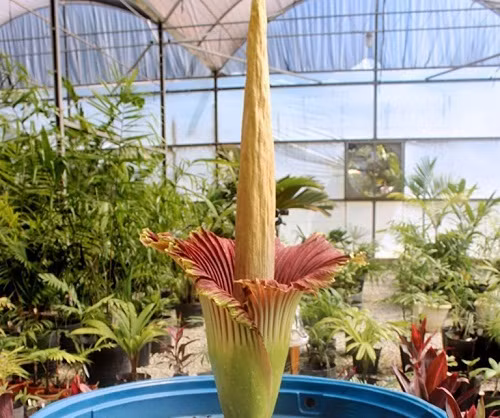 Hoa Titan Arum rất khó nở và bốc mùi hôi thối 
