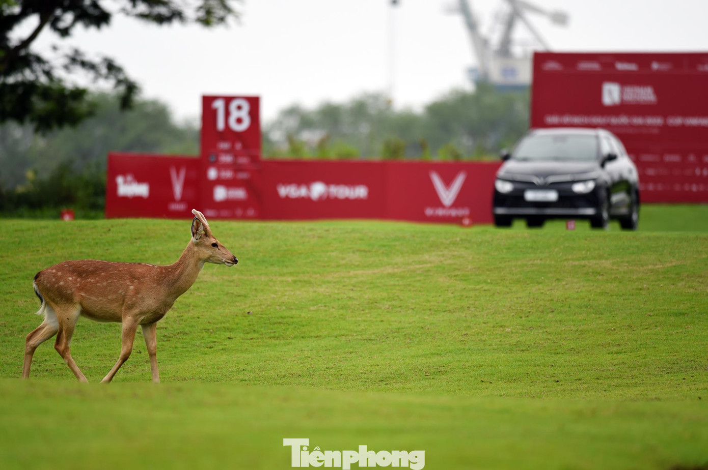 Trong những ngày giải đấu diễn ra, trên sân Vinpearl Golf Hải Phòng có sự hiện diện của những &quot;cổ động viên&quot; đặc biệt là những con hươu sao.