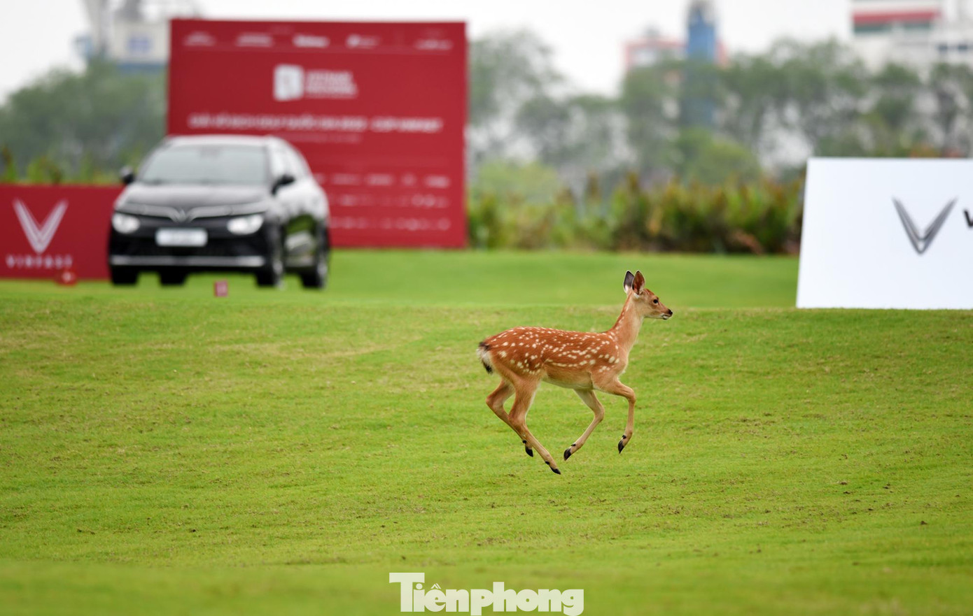Sự xuất hiện của những con hươu trên sân golf nhanh chóng thu hút sự chú ý của các vận động viên và cả những người có mặt trên sân.