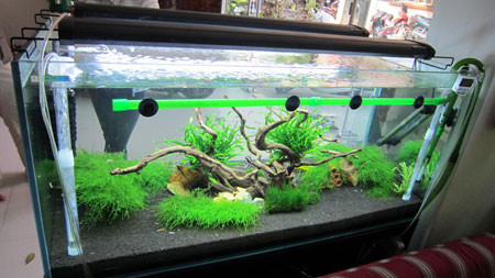 Nếu nhìn qua, chỉ quan sát được vài cây rong rêu, phiến đá, sỏi…trong bể. . Nếu nhìn qua, chỉ quan sát được vài cây rong rêu, phiến đá, sỏi…trong bể.