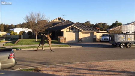 Hai con kangaroo “đấu quyền anh” trên phố ảnh 2