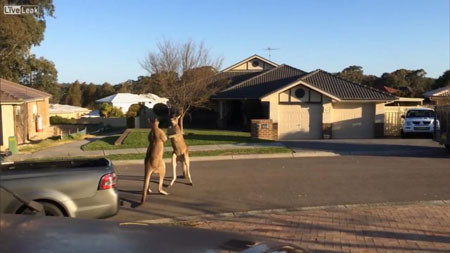 Hai con kangaroo “đấu quyền anh” trên phố ảnh 1