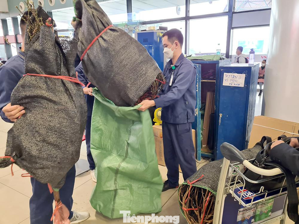 Mang sắc xuân từ Bắc vào Nam.