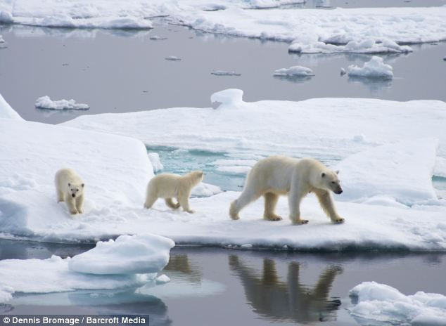 Gấu mẹ dẫn hai chú gấu con tiếp tục đi trên những tảng băng còn sót lại