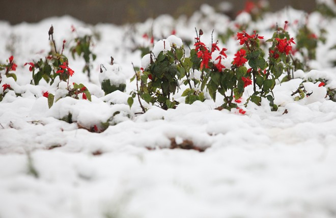 Tuyết trắng tinh giữa những hàng hoa đỏ rực rỡ Bài viết: http://news.zing.vn/Khach-du-lich-do-xo-len-Sa-Pa-trong-tuyet-trang-post377656.html#home_featured.noibat Nguồn Zing News 