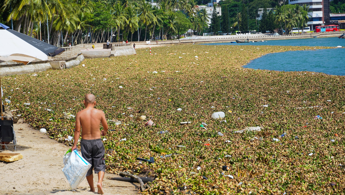 Chỉ tuần trước, khu vực Bãi Sau, TP Vũng Tàu cũng đã tràn ngập lục bình, Công ty CP Dịch vụ Môi trường và Công trình đô thị Vũng Tàu huy động người dọn dẹp ngày đêm nhưng cũng chưa thể giải quyết hết được bởi cứ lớp này được dọn thì lớp khác lại kéo về.