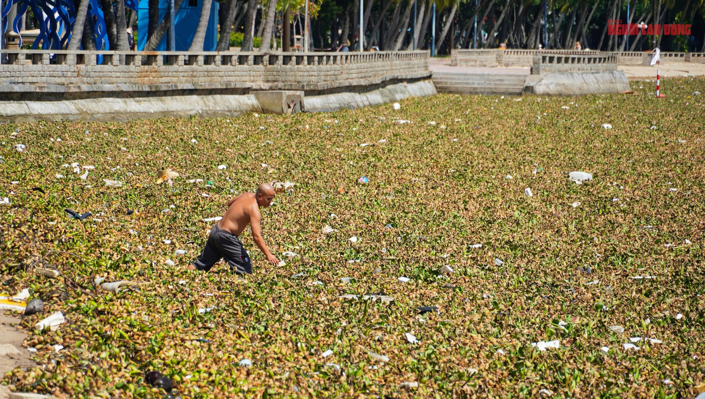 Ngày 30-5, Bãi Trước, TP Vũng Tàu (tỉnh Bà Rịa - Vũng Tàu) bất ngờ bị "tấn công" bởi hàng trăm tấn lục bình và rác thải từ biển trôi dạt vào. Toàn bộ mặt biển nơi đây bị phủ kín bởi lớp thực vật dày đặc, xen lẫn cành cây, rác thải nhựa và bùn đất, tạo nên một cảnh tượng hỗn độn và ám ảnh.
