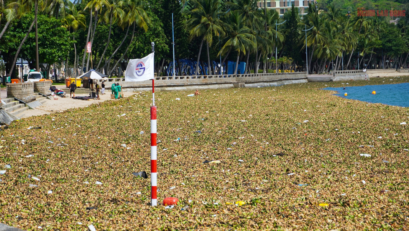 Hiện tượng lục bình phủ kín các bãi biển năm nay không chỉ ảnh hưởng nghiêm trọng đến môi trường mà còn làm gián đoạn hoạt động tắm biển, du lịch, vốn là thế mạnh của TP Vũng Tàu.