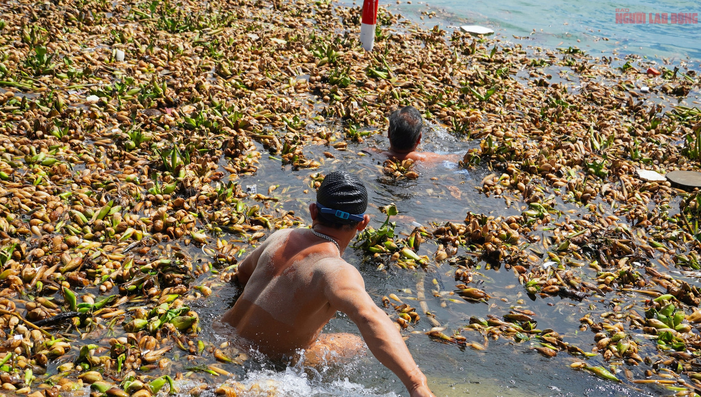Hiện tượng này đã xảy ra nhiều lần, không có gì ngạc nhiên, nhưng số lượng nhiều như năm nay thì cũng hiếm thấy.