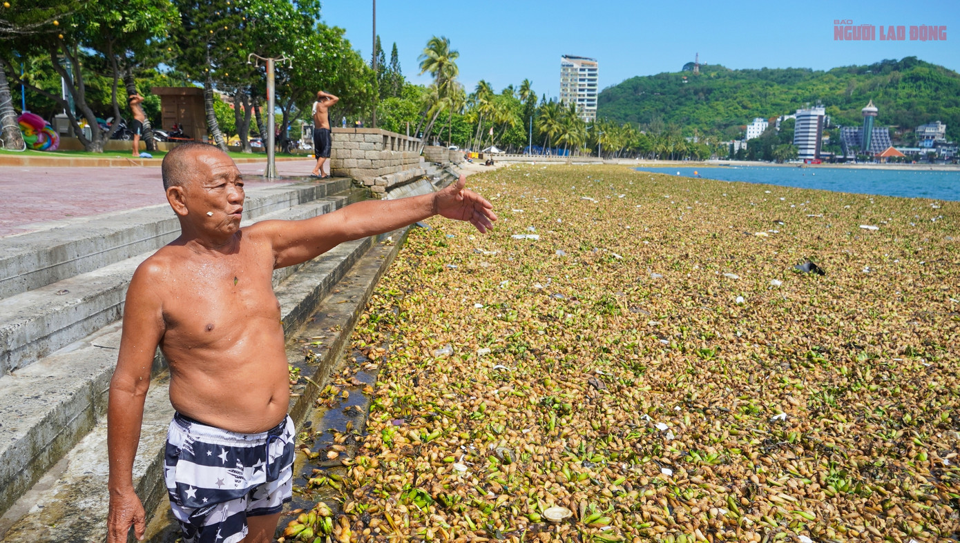 Ông Lê Văn Thành (phường 7, TP Vũng Tàu) cho biết: "Tôi ra đây tắm biển hằng ngày, nhiều năm nay cũng từng thấy lục bình trôi dạt vào nhưng dày đặc và nặng mùi như lần này thì đây là lần đầu".