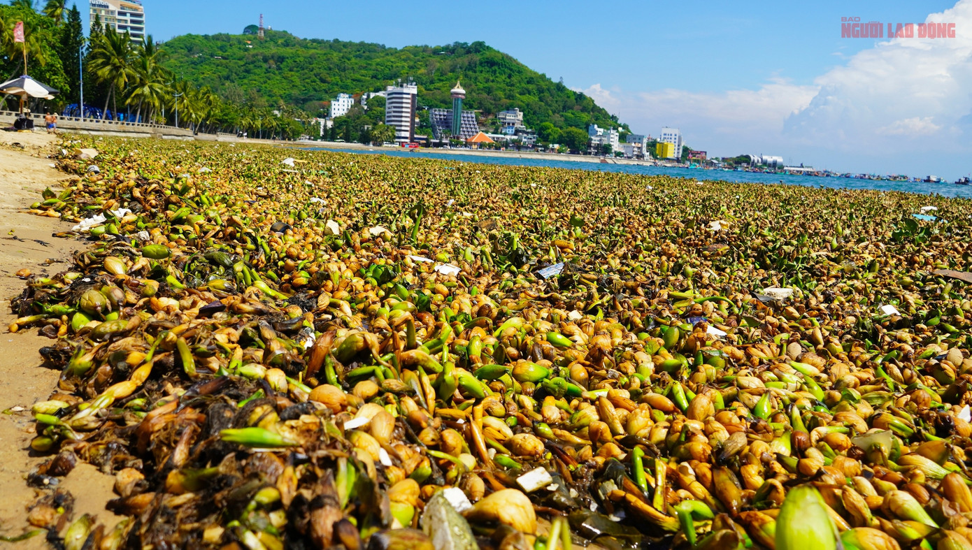 Theo các chuyên gia, nguyên nhân có thể đến từ mưa lớn đầu mùa làm trôi bèo lục bình từ các sông lớn như sông Sài Gòn, sông Đồng Nai, kết hợp với gió mạnh và dòng hải lưu đẩy toàn bộ thực vật và rác thải về phía biển Vũng Tàu.
