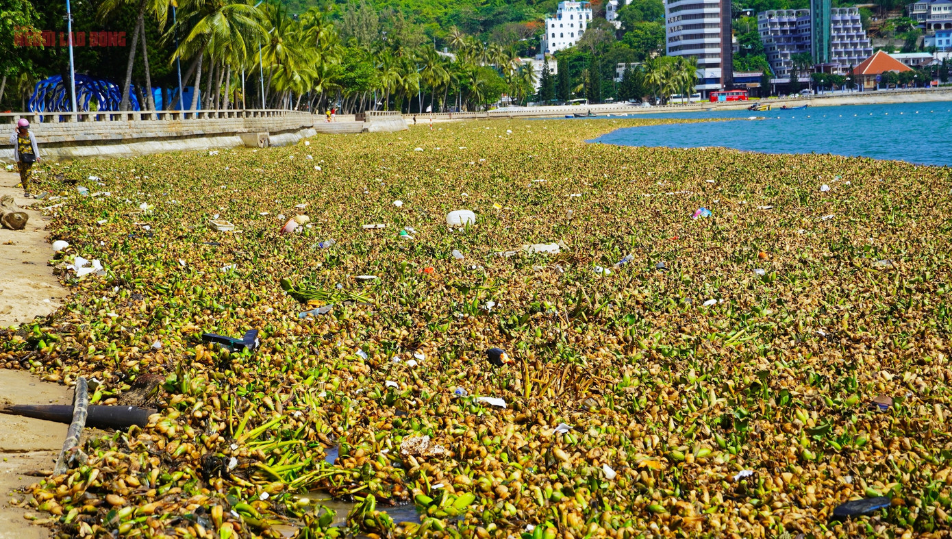Khác với Bãi Sau - nơi thường chỉ đón du khách, Bãi Trước là địa điểm tắm biển quen thuộc của người dân địa phương. Tuy nhiên, trong ngày hôm nay, phần lớn người dân buộc phải quay lưng ra về, ngậm ngùi đứng trên bờ nhìn mặt biển vốn trong xanh nay bị phủ kín bởi lục bình đặc quánh, không thể xuống tắm.