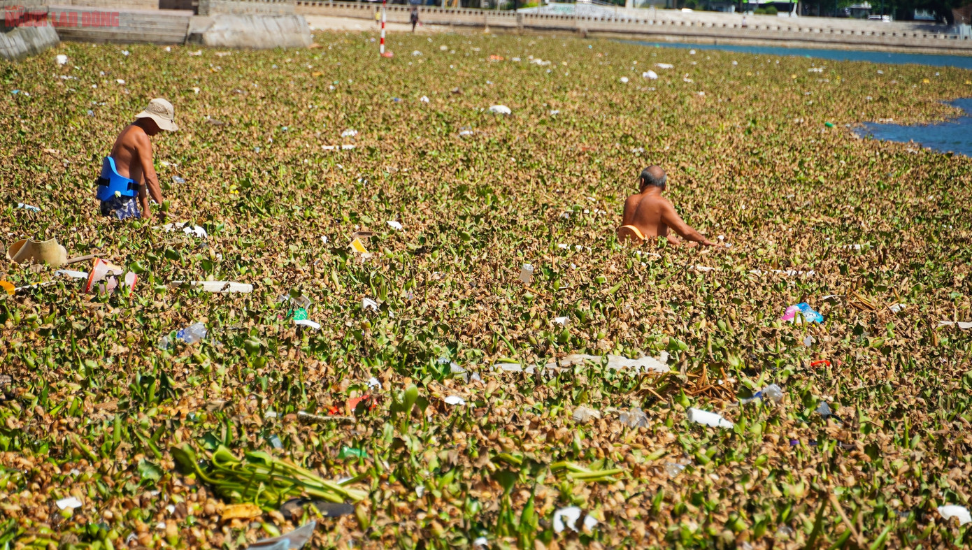 Một số người vẫn cố gắng xuống nước để giải nhiệt trong những ngày hè oi bức. Thế nhưng, để tiếp cận được vùng nước sạch, họ phải "xuyên thủng" một lớp lục bình dày đến ngang ngực.